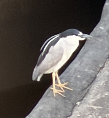 iNaturalist image