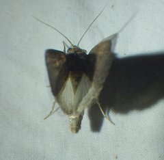 Condicini