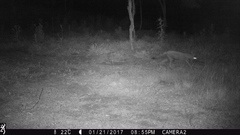 Lycalopex gymnocercus