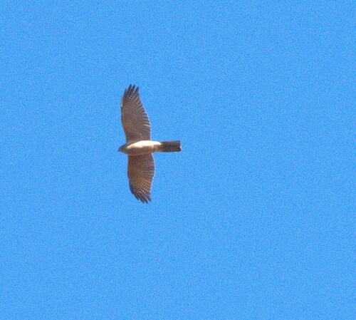 Collared Sparrowhawk