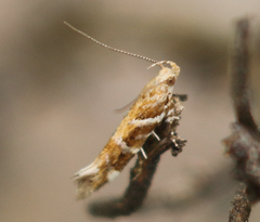 Aristotelia argentifera