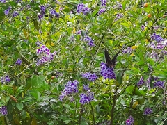 Mimoides thymbraeus aconophos