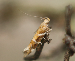 Aristotelia argentifera