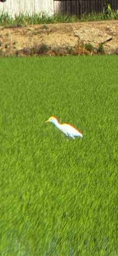 iNaturalist image