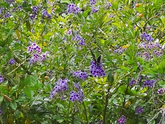 Mimoides thymbraeus aconophos