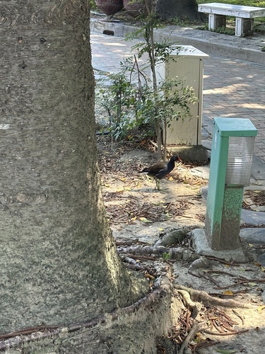 iNaturalist image