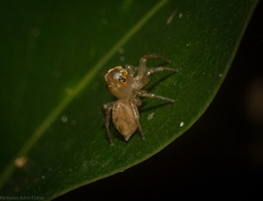 Prostheclina pallida