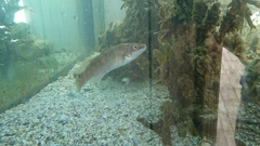 Ctenolabrus rupestris