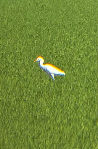 iNaturalist image