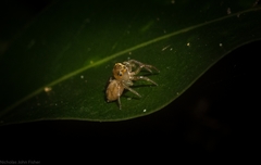 Prostheclina pallida