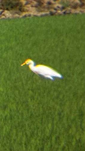 iNaturalist image