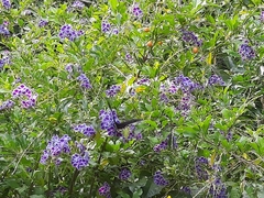 Mimoides thymbraeus aconophos