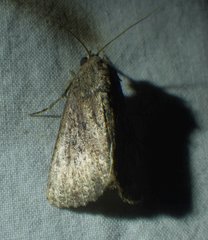 Condicini
