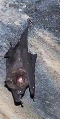 Hipposideros armiger terasensis