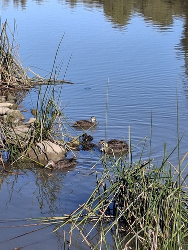 iNaturalist image