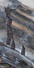 Hipposideros armiger terasensis
