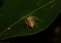 Prostheclina pallida