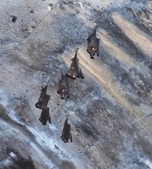 Hipposideros armiger terasensis