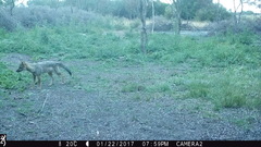 Lycalopex gymnocercus