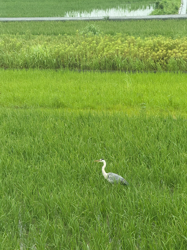 iNaturalist: (c) manakedeko, some rights reserved (CC BY-NC) iNaturalist image