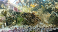 Taurulus bubalis