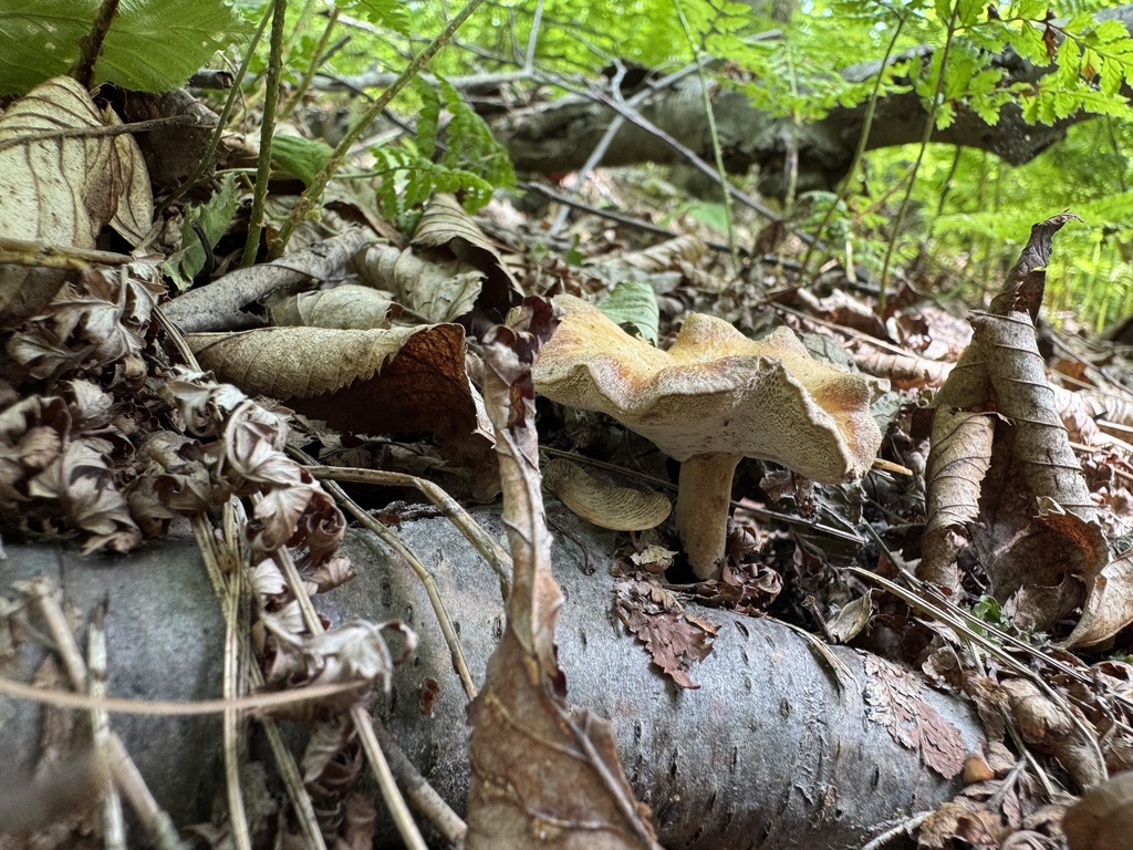 Rooting Polypore · June 2026 · photo: Photo: (c) SiphonophoreSlinger, some rights reserved (CC BY) · iNaturalist