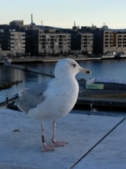 Larus argentatus