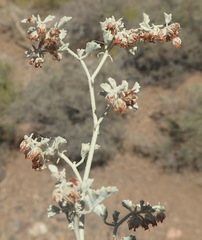 Hermannia minutiflora