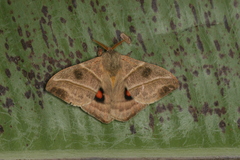 Hylesia lineata