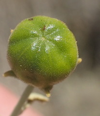 Hermannia minutiflora