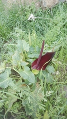 Arum palaestinum