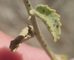 Hermannia minutiflora