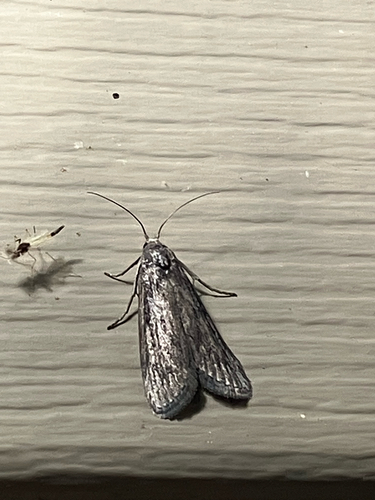 Terrenella Bee Moth photo 3