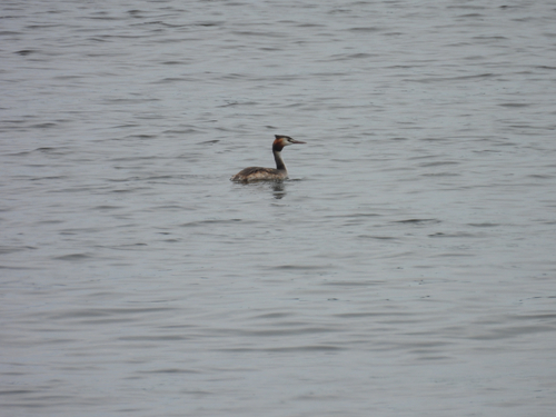 iNaturalist image
