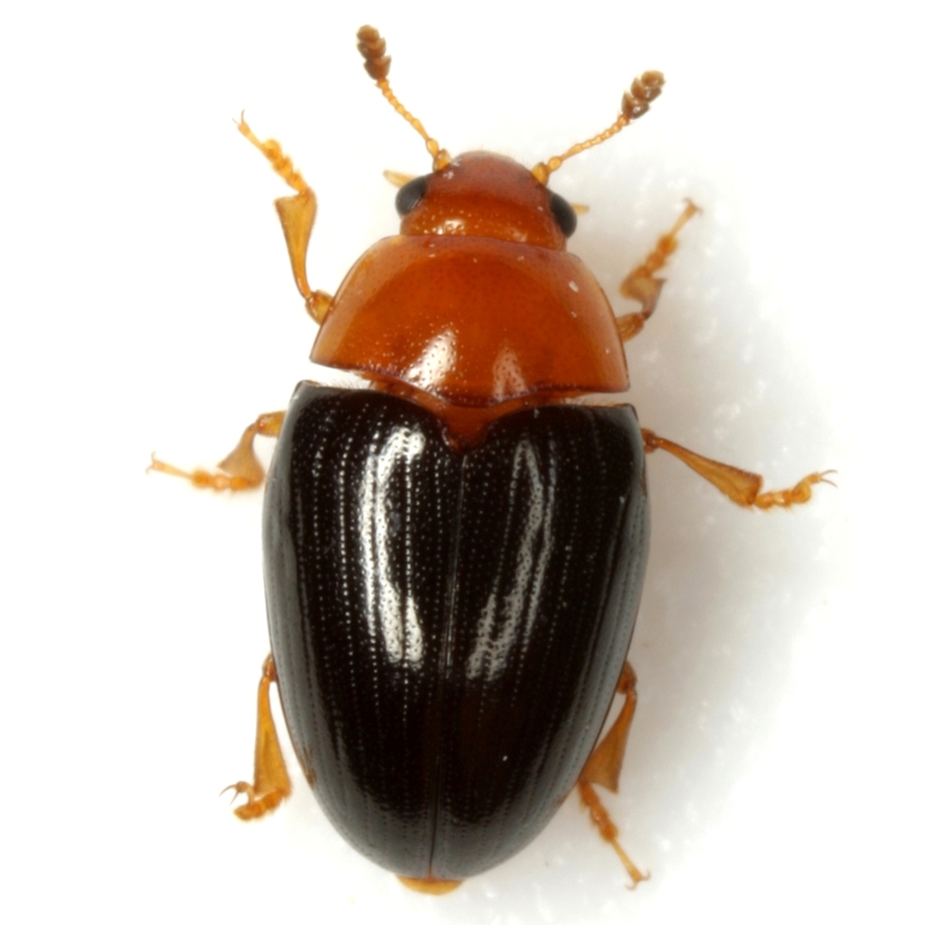 Tritoma angulata