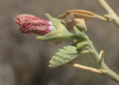 Hermannia minutiflora