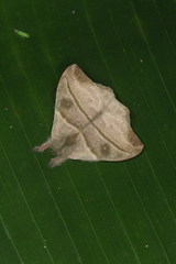 Hylesia lineata