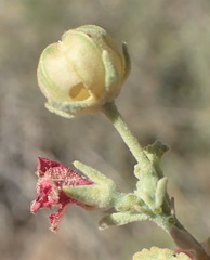 Hermannia minutiflora