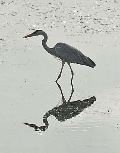iNaturalist: (c) Someone, some rights reserved (CC BY-NC), uploaded by Someone iNaturalist image