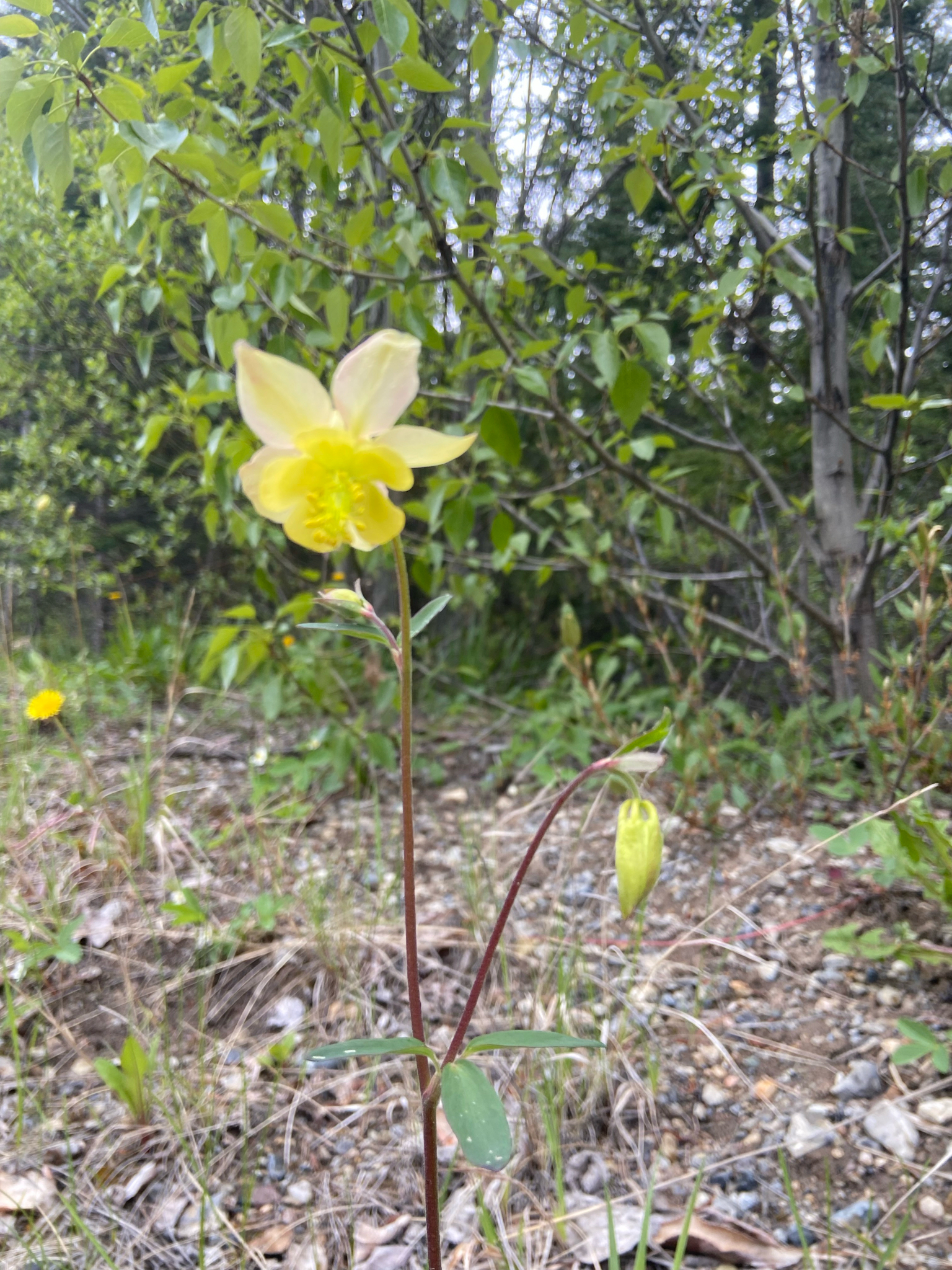 Aguileña