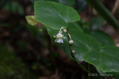 Rubus buergeri, photograph 5