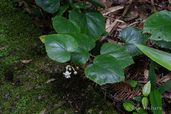 Rubus buergeri, photograph (c) Wang.QG, some rights reserved (CC BY)