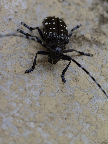 Citrus Longhorn Beetle