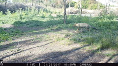 Lycalopex gymnocercus