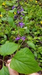 Salvia urticifolia