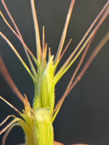 Aegilops triuncialis, photograph 6