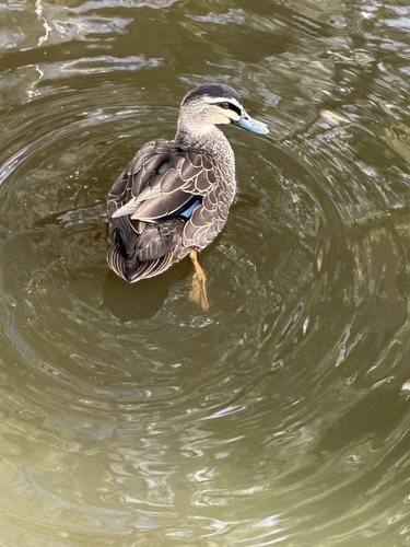 iNaturalist image
