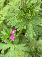 Geranium
