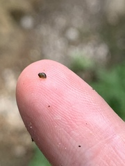 Pyrgulopsis