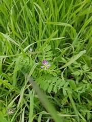 Astragalus nuttallianus